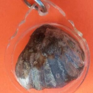 หอยหินครูบาแบ่ง