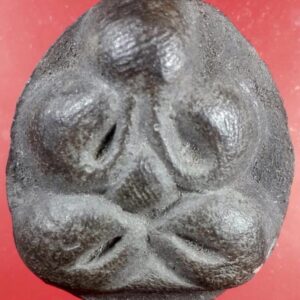 ปิดตานักกล้ามใหญ่